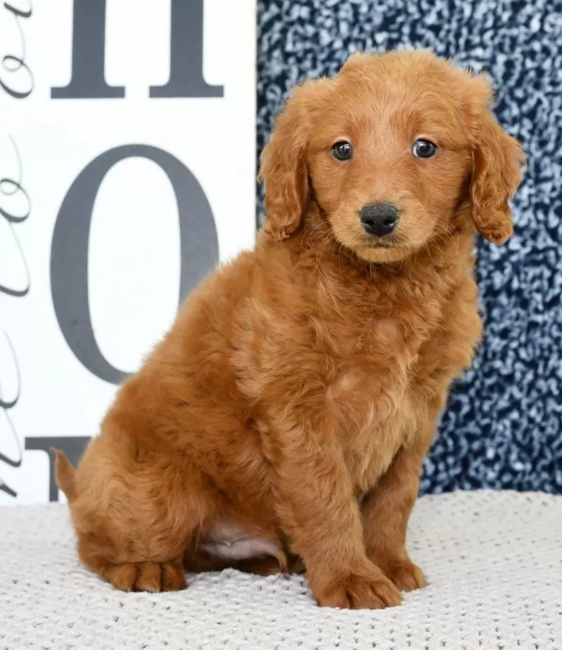 Puppy Name: Winston