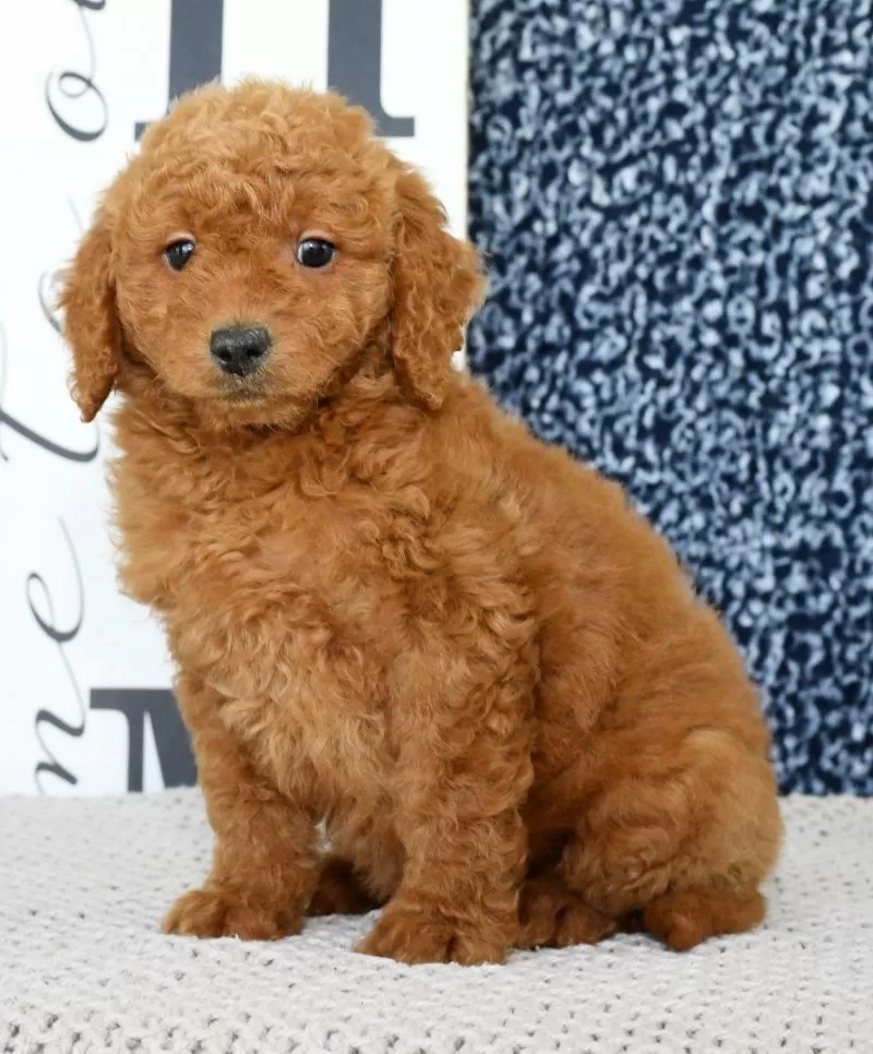 Puppy Name: Winnie